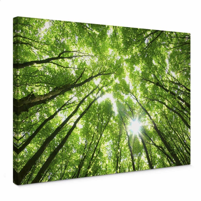 Stampa su tela - Foresta soleggiata 2