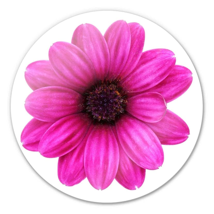 Gerbera fucsia - tondo