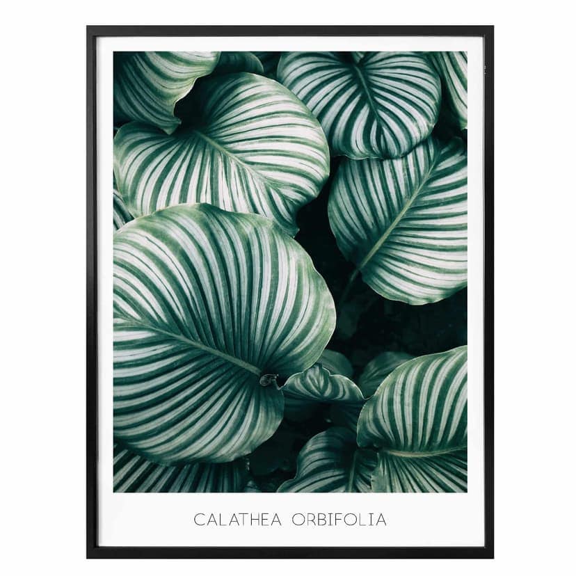 Poster Calathea Orbifolia