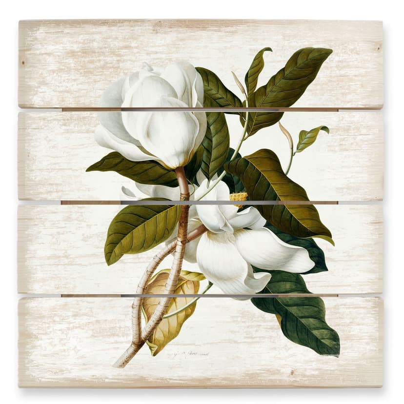 Stampa su legno - Ehret - Magnolia