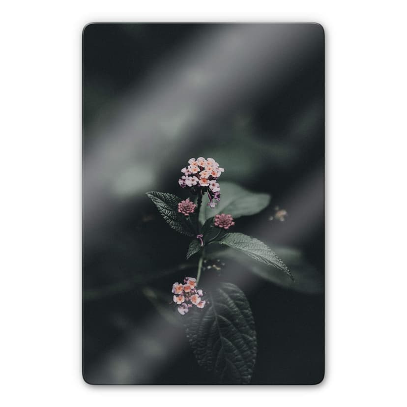 Glasbild Zarte rosa Blüte