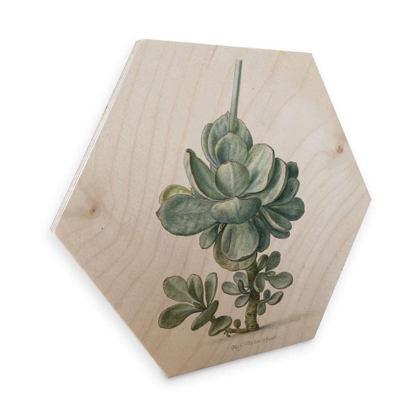 Esagoni in legno Saftleven - Pianta grassa