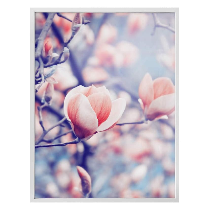 Poster Bocciolo di magnolia