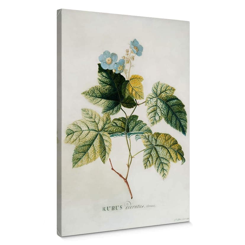 Stampa su tela - Ehret - Rubus
