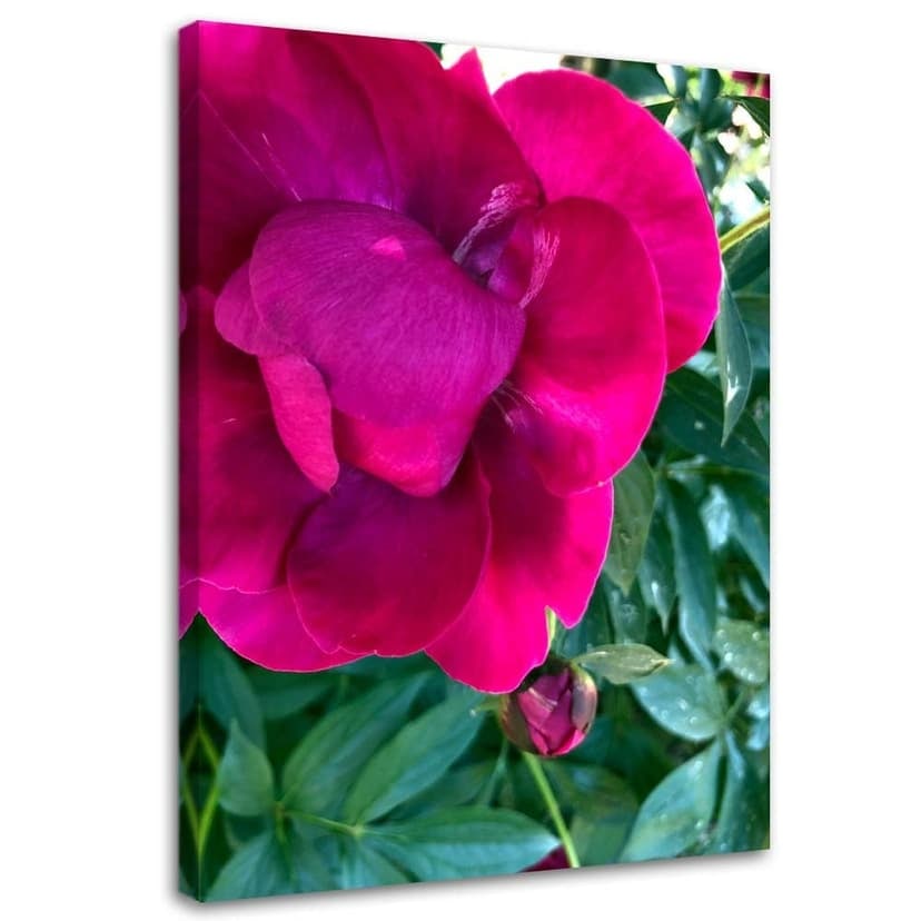 Stampe su tela, Fiori di peonia