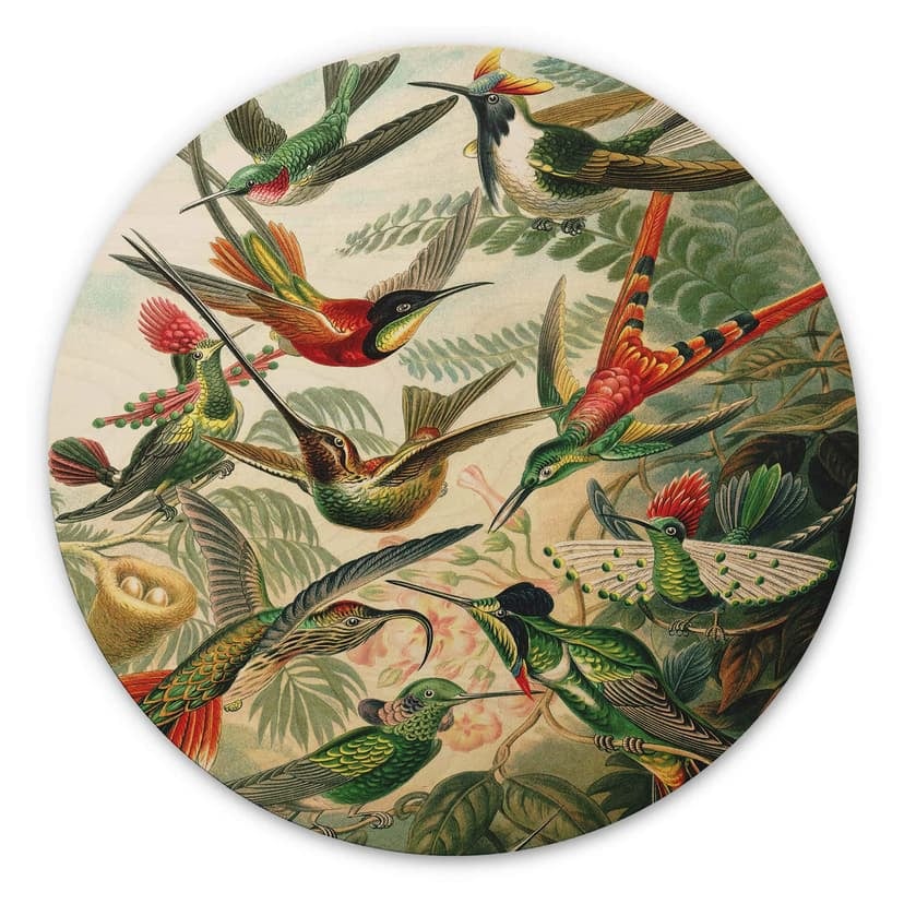 Stampa su legno Haeckel - Colibrì tondo