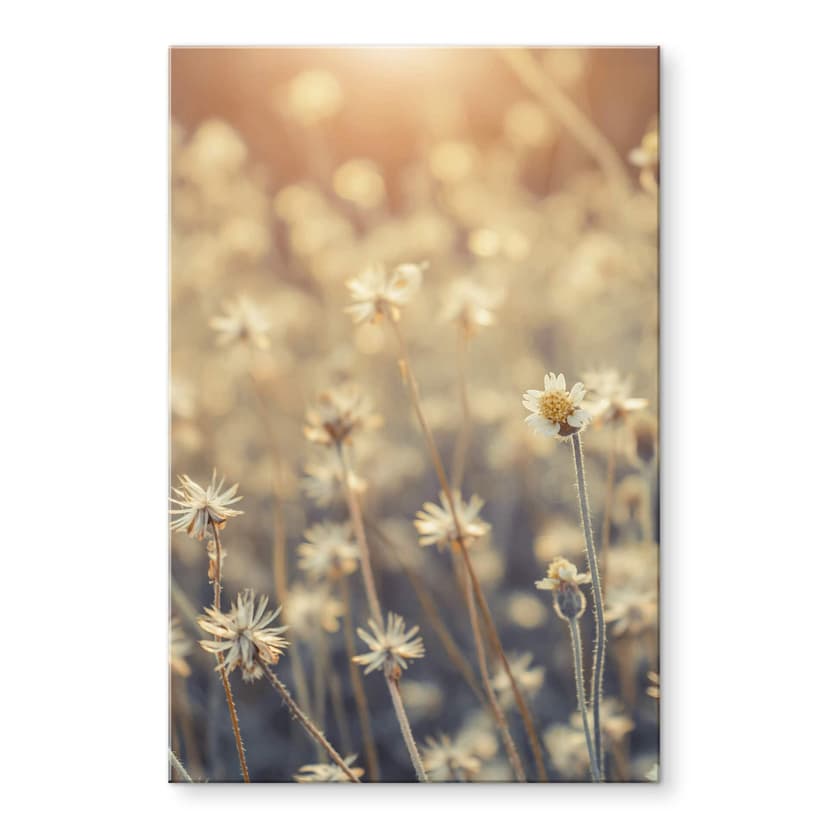 Stampa su vetro acrilico Mexican Daisy