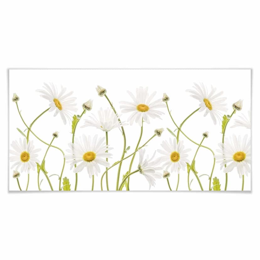 Poster Disher - Margherite panorama