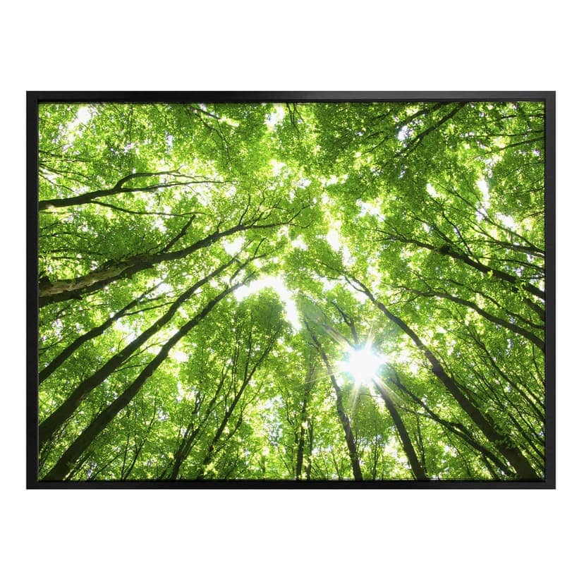 Poster - Foresta soleggiata 2
