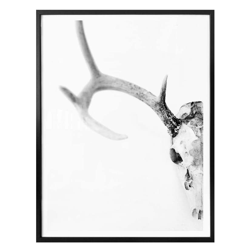 Poster – Scheletro di cervo