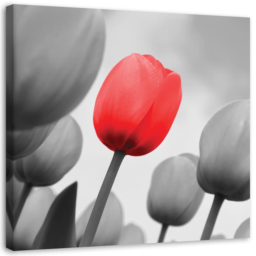 Stampe su tela, Tulipano rosso in grigio