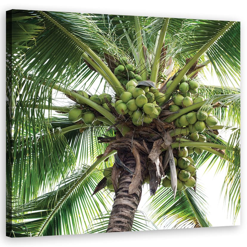 Stampe su tela, Palma da cocco
