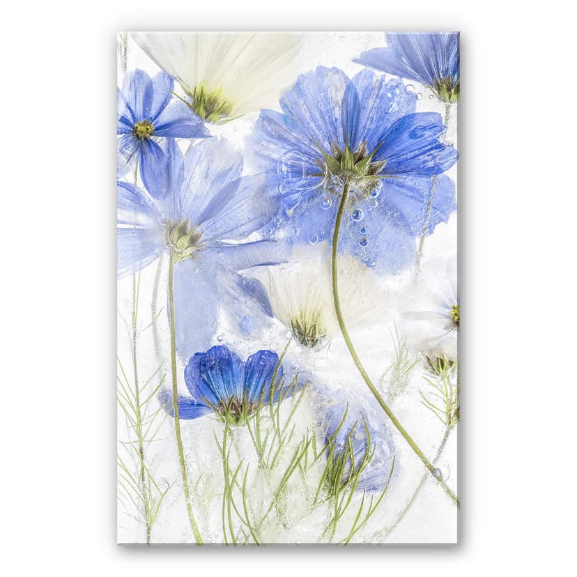 Stampa su vetro acrilico Disher - Blue Frozen