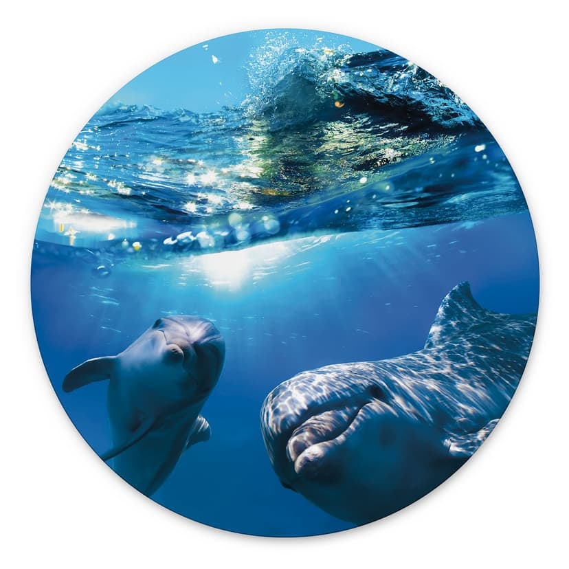 Stampe per pareti Dolphins Underwater - Alu-Dibond Round