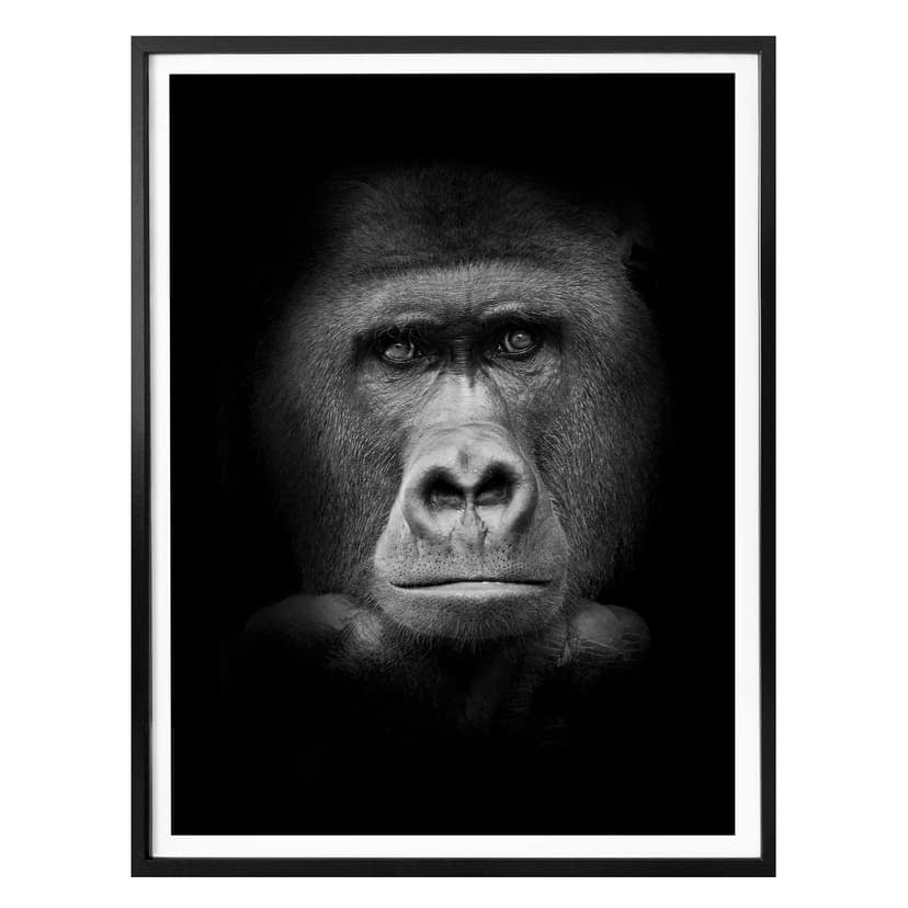 Poster - Gorilla