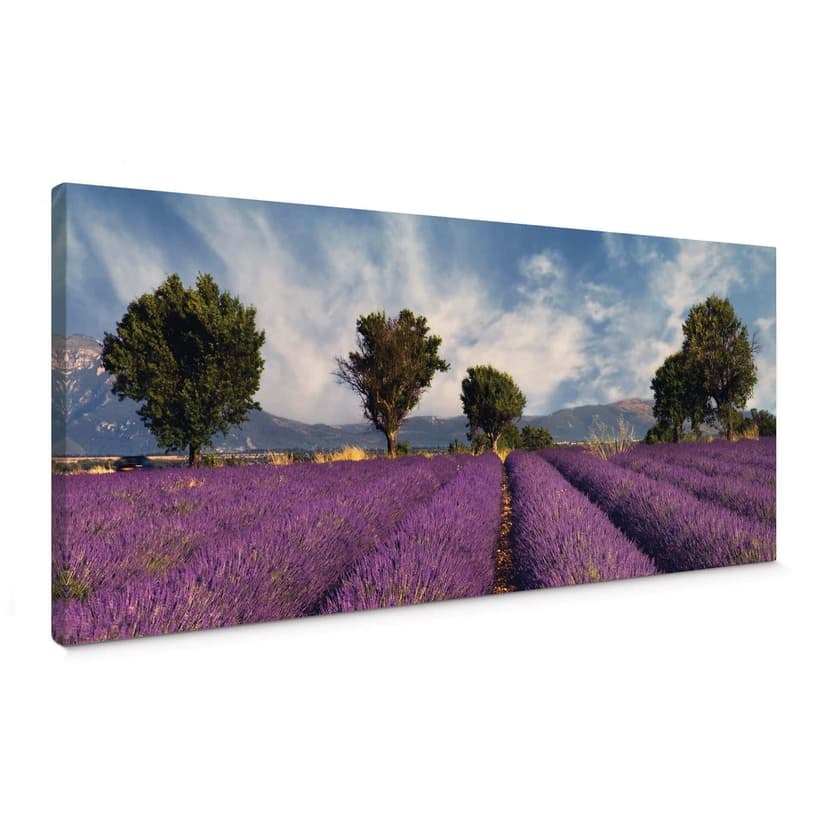 Campo di lavanda