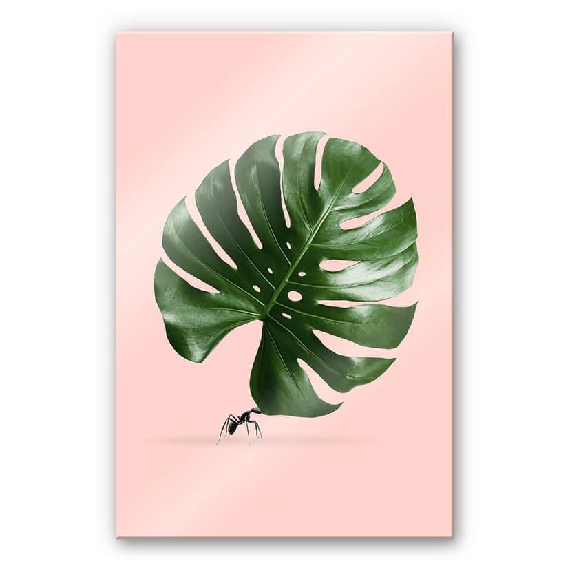 Stampa su vetro acrilico Loose - Monstera Ant