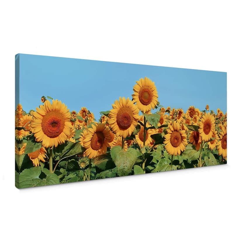 Campo di girasoli - panoramica