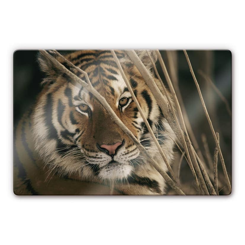 National Geographic - tigre