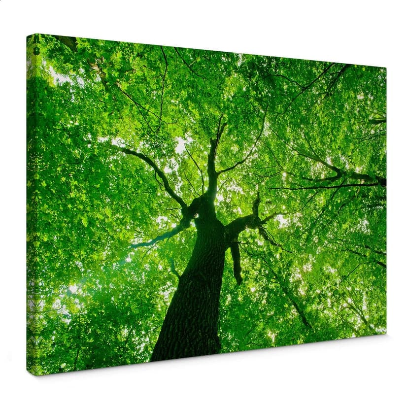 Sotto gli alberi