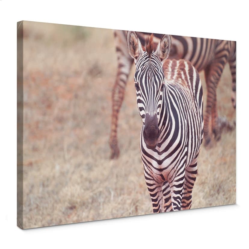 Stampa su tela - Cucciolo di zebra