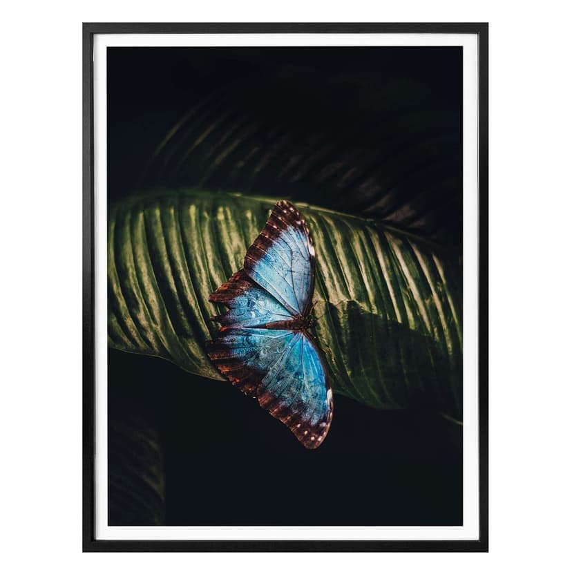 Poster Farfalla blu