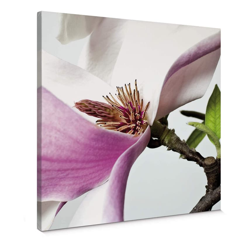 Magnolia