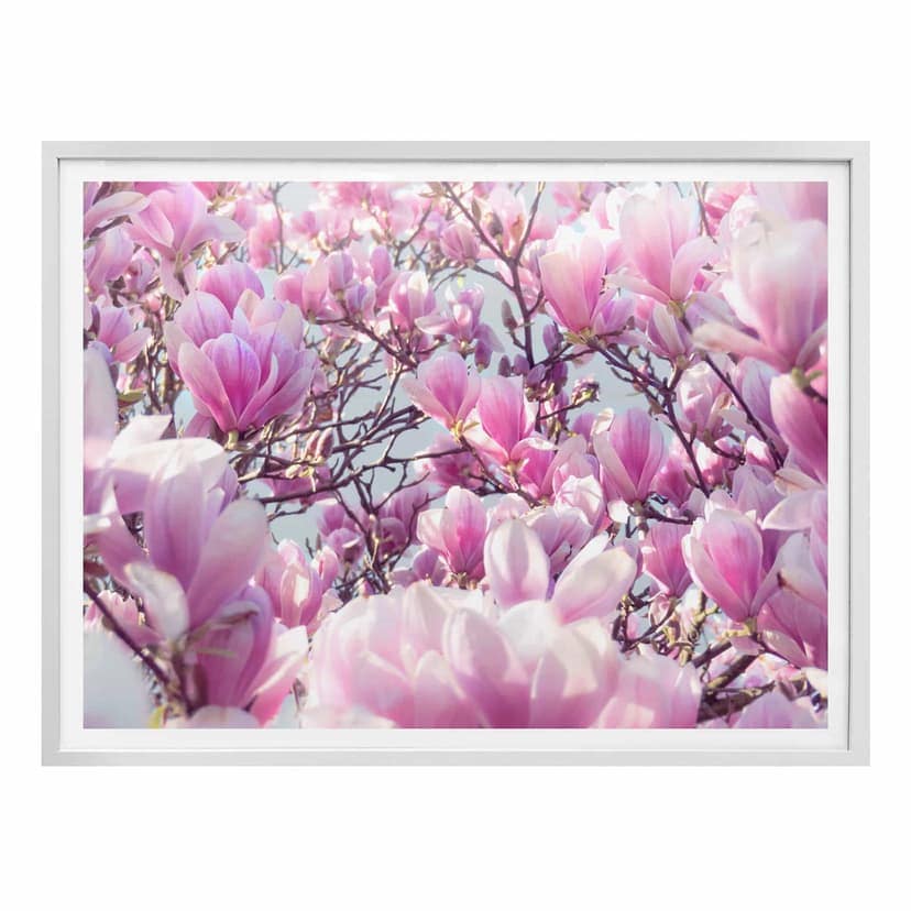 Poster Delgado - Magnolia
