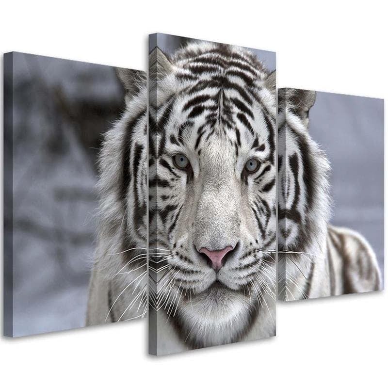 Stampa su tela 3 pezzi Tigre animale selvatico in bianco e nero