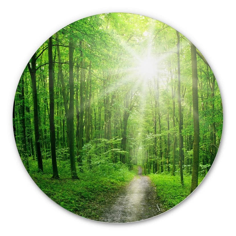 Alu-dibond tondo - Sunny forest