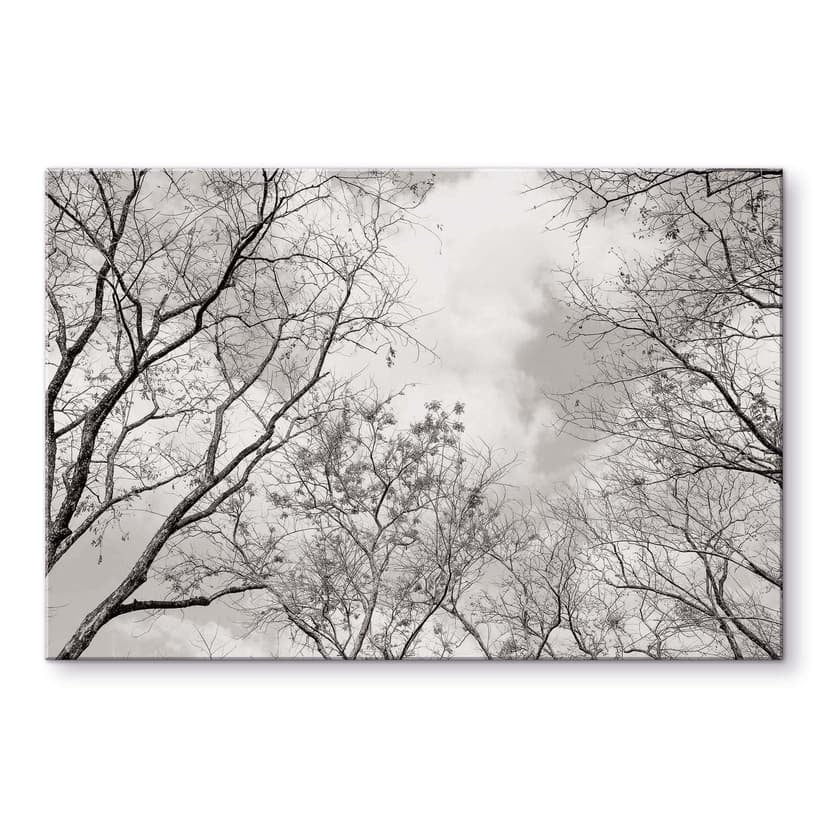 Stampa su vetro acrilico Alberi