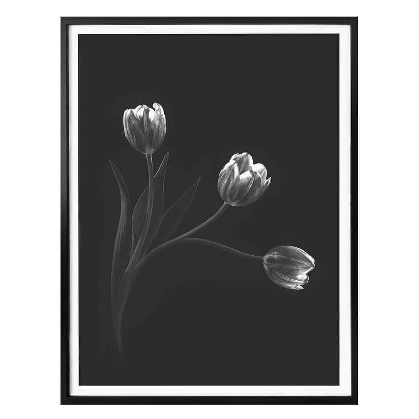 Poster Pan - Tulipani