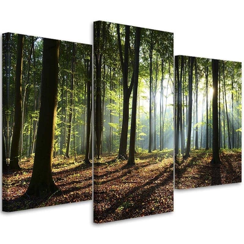 Stampa su tela 3 pezzi Alberi della foresta Raggi di sole