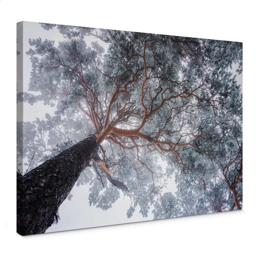 Stampa su tela Krivec - Albero