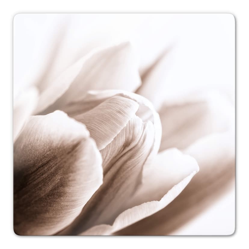 Tulipano in dettaglio - quadrato