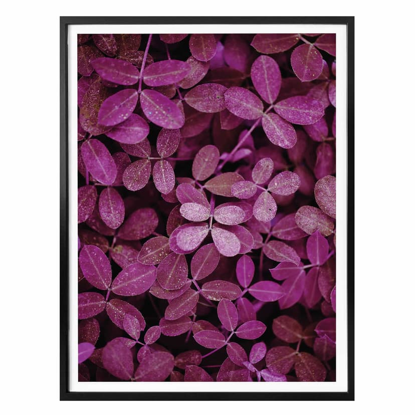 Poster Foglie rosa