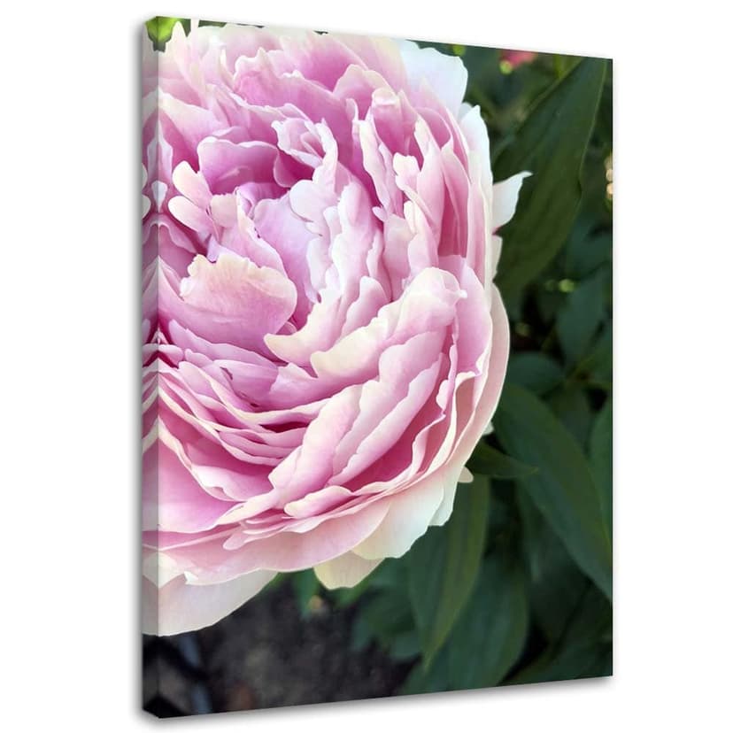 Stampe su tela, Fiori di peonia rosa