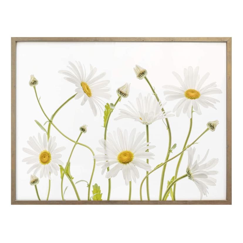 Poster Disher - Margherite