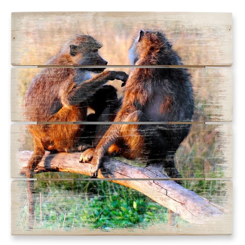 Stampa su legno -Banda di scimmie