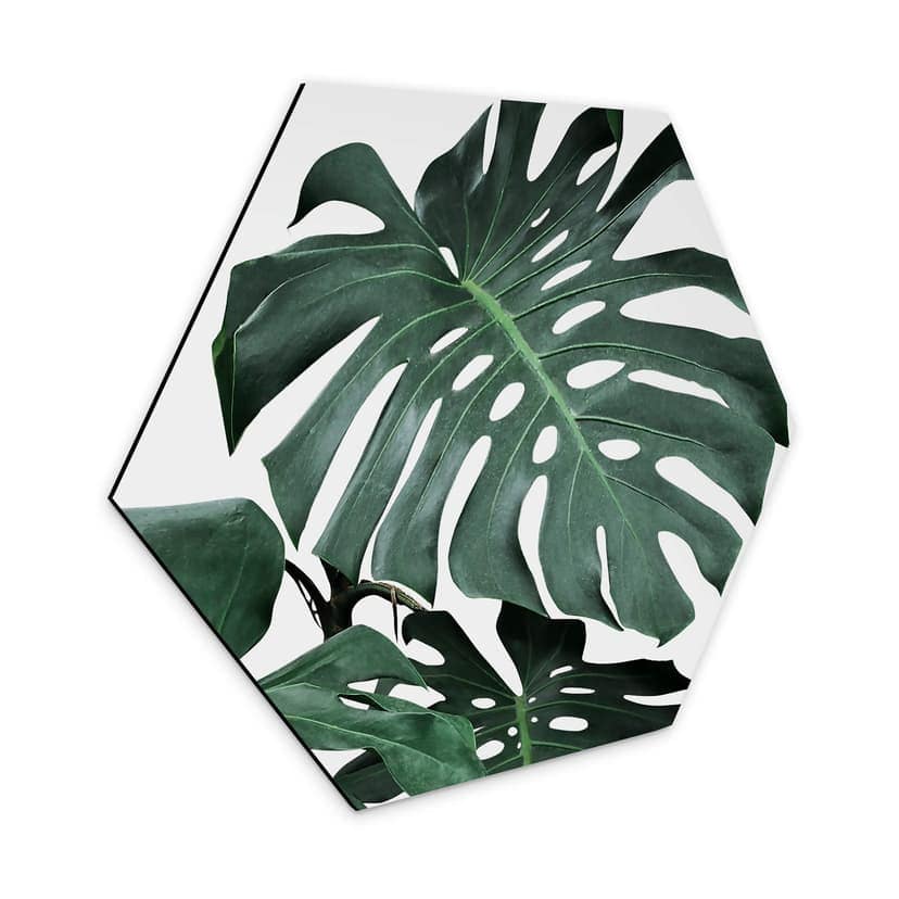 Esagoni in Alu-dibond Sisi & Seb - Monstera