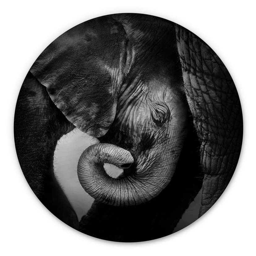Stampa su legno - Cucciolo di elefante