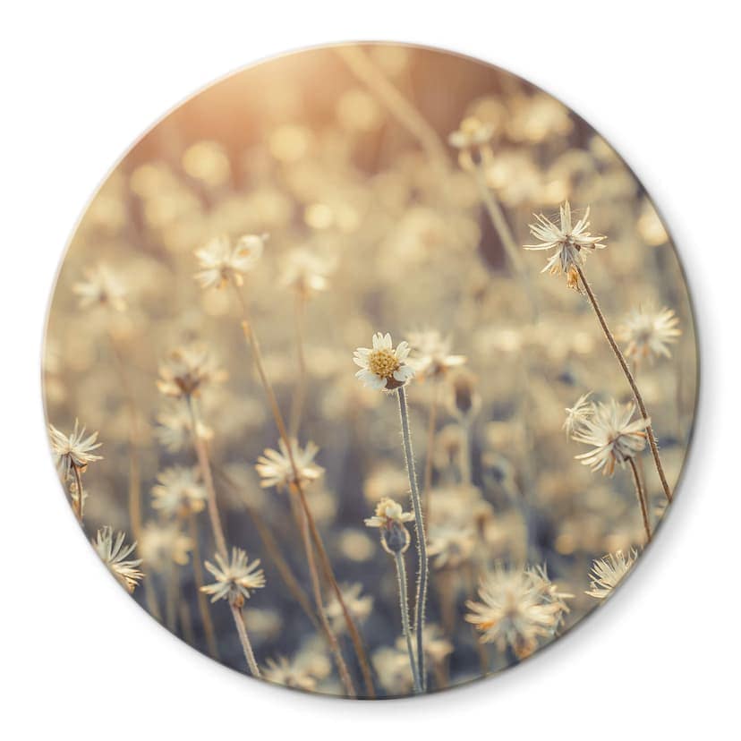 Stampa su vetro Mexican Daisy tondo