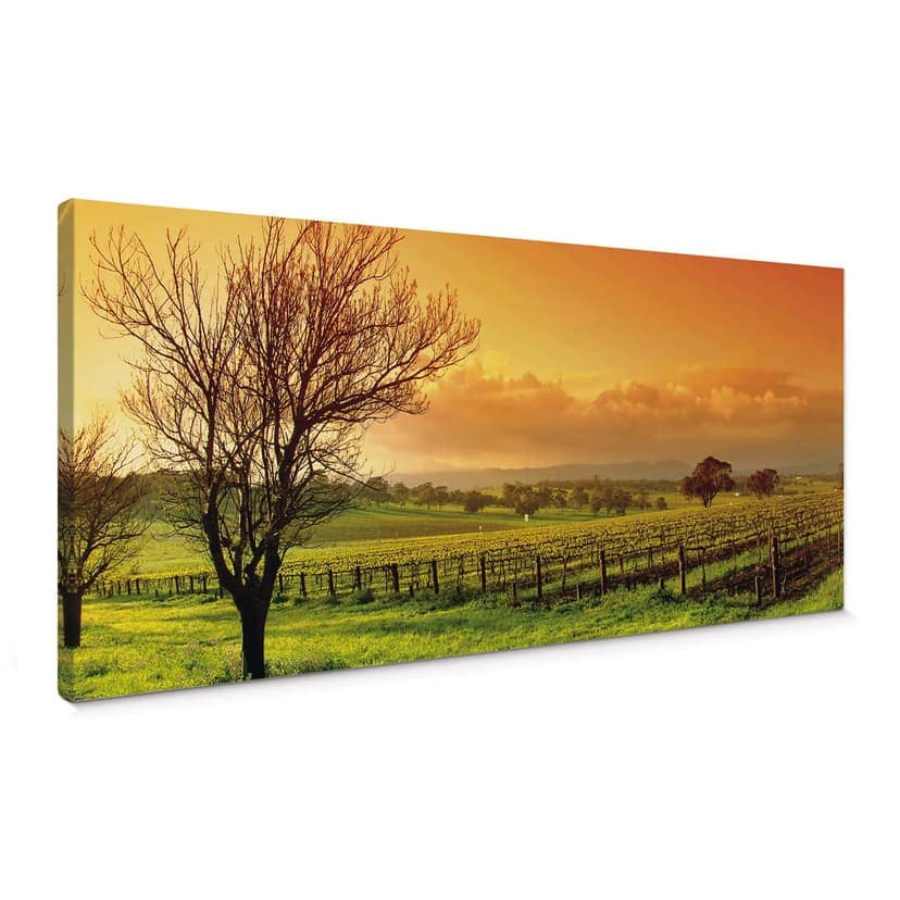 Paesaggio con vigneti - panoramica