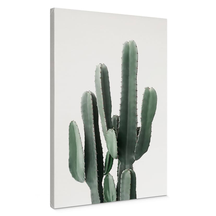 Stampa su tela Pianta di cactus - Sisi & Seb