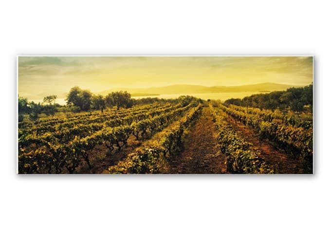 Stampa su Forex - Tramonto sui vigneti - panoramica