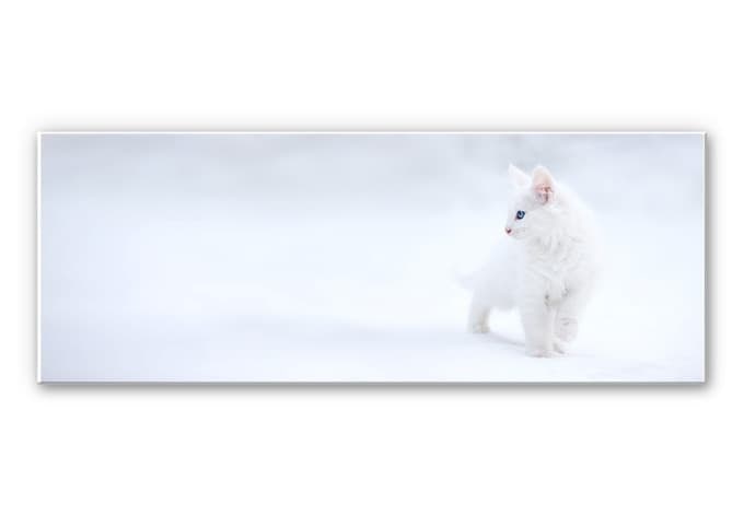 Stampa su Forex Prexus - Bianco come la neve