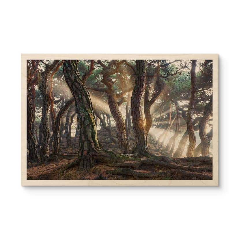 Stampa su legno foresta di pini sacri - Ryu