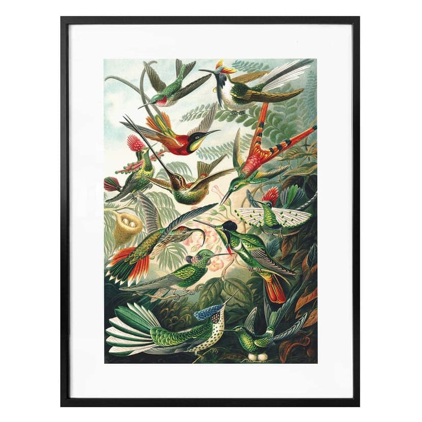 Poster Haeckel - Colibrì