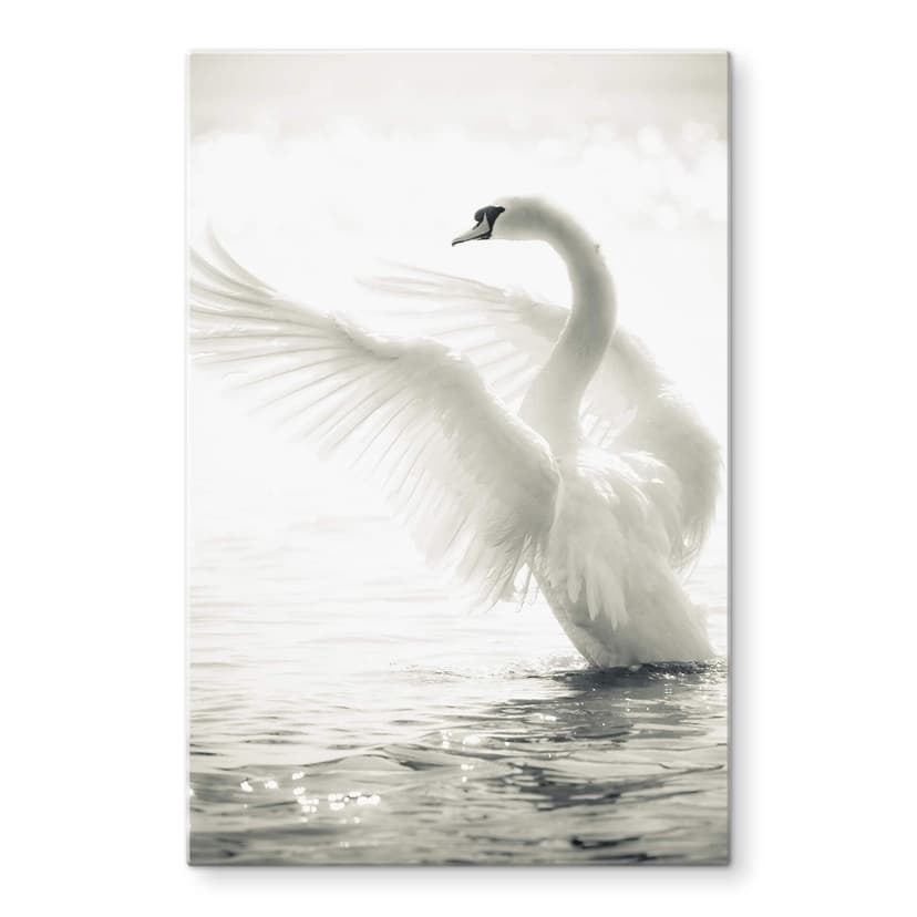 Stampa su vetro - Cigno maestoso