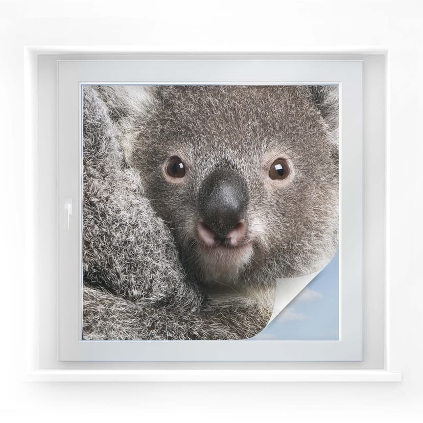 Pellicola adesiva per vetri - tenero koala (quadrato)